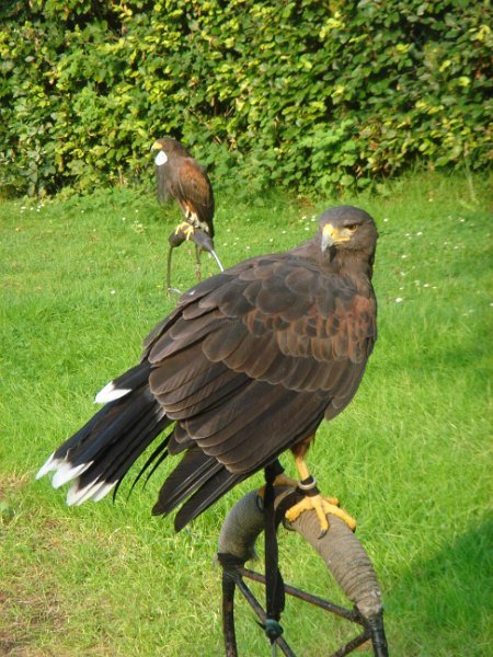 dc-2008-0181 roofvogelshow (30-07-2008)